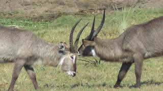 Waterbucks (Kobus ellipsiprymnus)