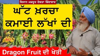 ਘੱਟ ਖ਼ਰਚਾ ਕਮਾਈ ਲੱਖਾਂ ਦੀ | Dragon Fruit ਦੀ ਖੇਤੀ | Malwa Belt | Bhupinder Singh