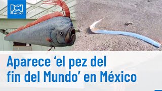 Aparece 'el pez del fin del mundo' en México ¿Presagio de una catástrofe?