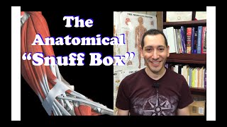 The Anatomical Snuff Box for Human Anatomy and Physiology