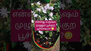 என்னது வருடம் முழுவதும் பூக்கும் பூச்செடியா?😳 Star Jasmine plant l கலர் காகட்டான் Fragrance kagattan