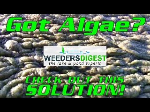 Removing Lake Algae and Pond Algae Removing Lake Algae and Pond Algae