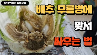 배추무름병에 맞서 싸우는 방법