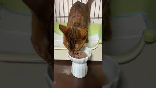 How to get a cat to drink 40ml of water in an instant #Shorts