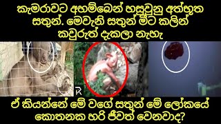 අහම්බෙන් කැමරාවට හසුවුනු අසාමාන්‍ය පෙනුමක් ඇති සතුන් | Mysterious Animals Caught on Camera