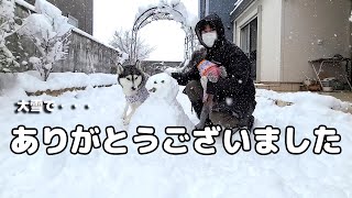 大雪もうダメかも・・・ハスキー犬と保護犬トイプード