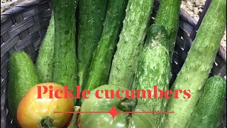 Pickle cucumbers Japanese style (ត្រសក់ត្រសក់បែបជប៉ុន)