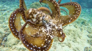 TAKO Hunt Hawaii! // Diving Kaneohe