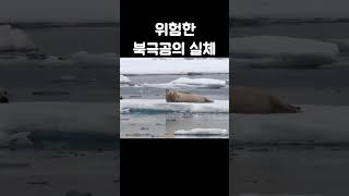 위험한 북극곰의 실체