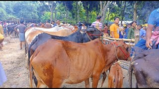 মাএ ৫৫ হাজার টাকায় ষাঁড় বাছুর বকনা বাছুর সহ দেশাল জাতের দুধের গাভী গরু কিনুন। যশোর চৌগাছা গরুর হাট