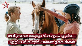 Interesting information about the horse | குதிரை பற்றிய ஸ்வாரஸ்யமான தகவல்கள் | SHINING STAR CHANNEL