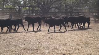 Auctions Plus 01/09/2023 - 40 Brangus Weaner Steers