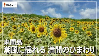 来間島　潮風に揺れる　満開のひまわり（沖縄テレビ）2024/6/26