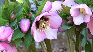 我が家のクリスマスローズ2018 : Christmas Rose in My Garden : 我が家の花シリーズ ; 4K