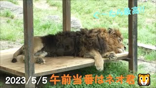 【ライオン】午前当番はネオ君🦁　2023/5/5　とべ動物園