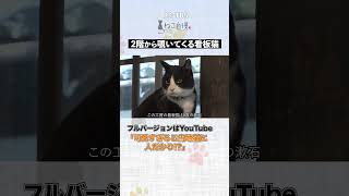 路地裏観光課長として大活躍！#ねこ自慢 #猫のいる暮らし #猫 #猫好きさんと繋がりたい #看板猫 #shorts