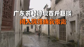 广东农村惊现百斤巨蟒，闯入院落捕食家禽，村民说这种巨蟒能吃人