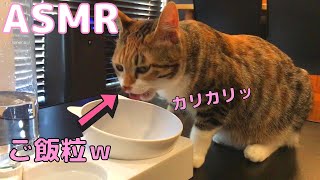 【ASMR】猫がカリカリを食べる咀嚼音【Cat Eating Dry Food】