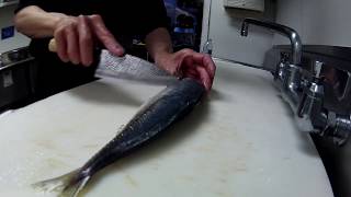 Okeya 120mm Ko-Deba vs Aji (Horse Mackerel)