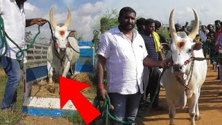 கரூர் வெள்ளை 😍||ஜல்லிக்கட்டு நாயகன் ||jallikkattu ||jallikkattu video