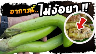 ดีขึ้นทันที..!! หลังกินมะเขือยาว ที่คนส่วนใหญ่กลับคิดไม่ถึง | Nava DIY