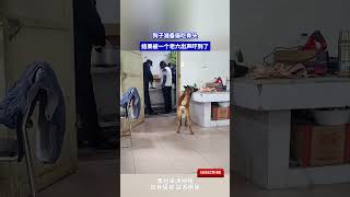 狗子准备偷吃骨头，结果被一个老六出声吓到了 #cuteanimal #pets#萌宠 #宠物