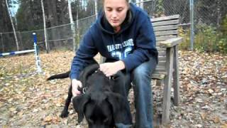 Meet Bear - one loveable lug!.AVI