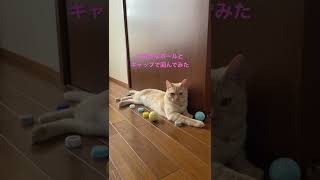 大好きなおもちゃに囲まれても嬉しそうじゃない猫がこちら【スコティッシュフォールド】