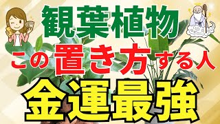 金運最強の観葉植物の置き場所はココ【風水アドバイザーが解説】