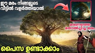 അല്‍ഭുത മരം 😱😱😲😲സവിശേഷതകള്‍ ഏറെ..... The Baobab Tree