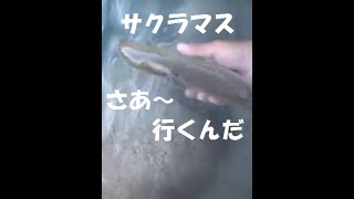 サクラマスさあ行くんだ￼