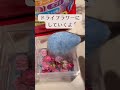 ハンドメイドアクセサリー ハンドメイド作家 ハンドメイド作り方 レジンアクセサリー ドライフラワーアクセサリー ミニバラ バラ