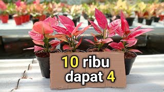 OBRAL AGLONEMA 5 RIBUAN❗Pusat Tanaman Hias