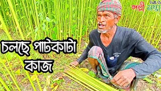 পাট কাটা কাজ চলছে | jute cutting scenery | jute cultivation | চলছে পাট কাটা  | Polli shomvar