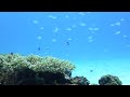 石垣島mossdivers　ナンヨウハギのbabyとデバスズメダイの癒し映像♪