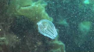 Arctic Comb Jelly with its prey