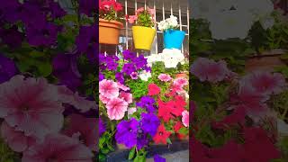 Petunia rainbow bush..so many different colors..