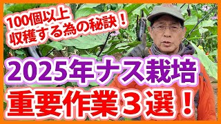 家庭菜園や農園のナス栽培で100個以上収穫する秘訣！2025年シーズンのナスの育て方！【農家直伝】