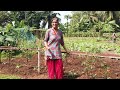 soil sowing and multi cropping learn organic farming ep 4