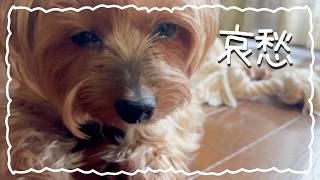 哀愁漂う大きなヨーキー【ヨークシャテリア】【Yorkshire terrier】
