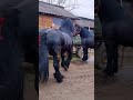 black horse.... ytshorts shorts horseshorts