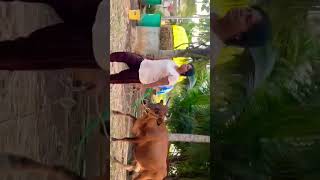 RL மாட்டு பண்ணை #song #music #cow #dairyfarming