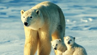 # 1 Polar Bears Videos in the world,  Arctic Ocean,  Relaxing -Music, Iceland, POLAR BEARS, sleeping