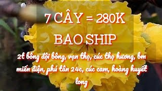 #mai_giống_giá_rẻ 🤗 7 cây= 280k, chuẩn giống, bao ship 0934229986, 0918229986