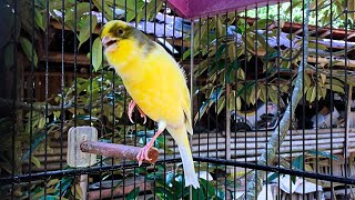 Belgian Canary Singing - Your Canary Doesn't Sing? Plug This in, He'll Sing a Lot