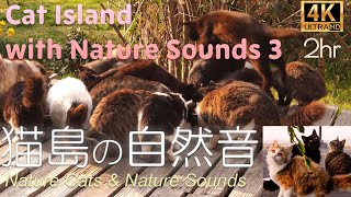 【Cat Island🐈 Nature Sounds 3】 Relax with Cat Island's Natural Sounds! Cute Overload 😺