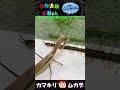 【閲覧注意】ムカデにビビり散らかすオオカマキリ…Σ ･ω･ﾉ ﾉ！ オオカマキリを以てしてもムカデは脅威らしいですw　＜生物観察　昆虫バトル　捕食　給餌　飼育　奇蟲　アオズムカデ＞ shorts