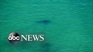 Suspected shark attack reported off the coast of Cape Cod