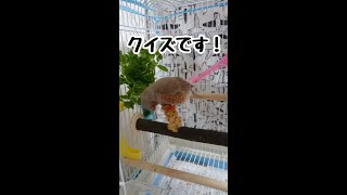 #shorts 【クイズ】びっくり！キンカチョウの体重 -【It's a quiz】I was surprised! Zebra finch weight-