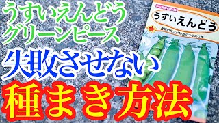 【実エンドウ】グリーンピース・うすいえんどうの失敗しない種まき方法